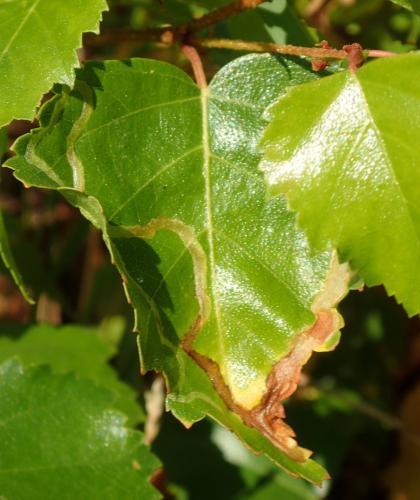 Agromyza alnibetulae